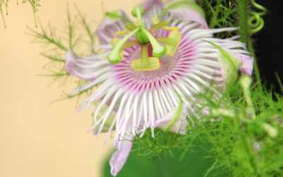 Flower image of Passiflora foetida