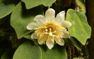 Flower image of Passiflora hahnii