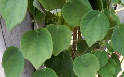 Leaf image of Passiflora hahnii