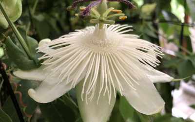 Flower image of Passiflora 'Heva'