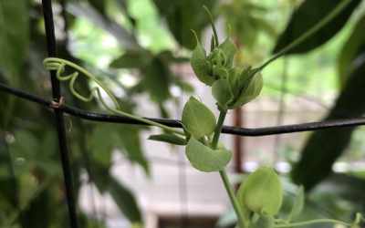 Shoots image of Passiflora 'Heva'