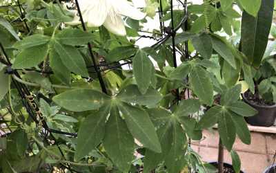 Leaf image of Passiflora 'Heva'