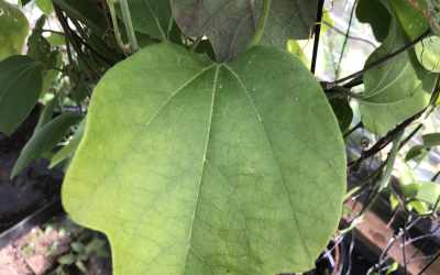 Leaf image of Passiflora holoserica