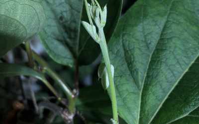 Shoots image of Passiflora holoserica