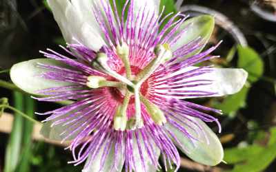 Flower image of Passiflora incarnata