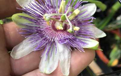 Flower image of Passiflora incarnata