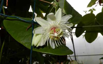 Flower image of Passiflora jilekii