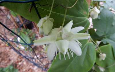 Bud image of Passiflora jilekii
