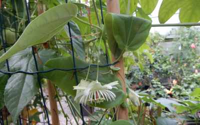 Bud image of Passiflora jilekii