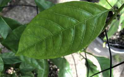 Leaf image of Passiflora laurifolia
