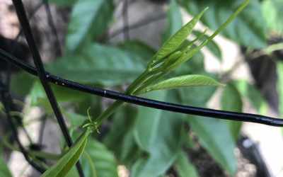 Shoots image of Passiflora laurifolia