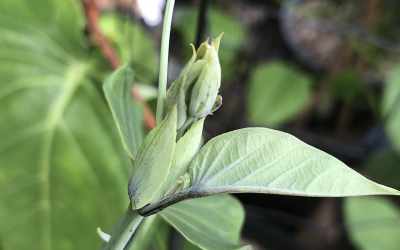 Shoots image of Passiflora ligularis