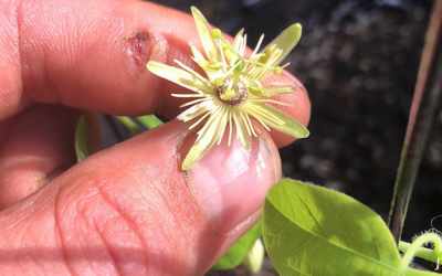 Flower image of Passiflora lutea