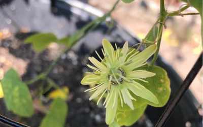Flower image of Passiflora lutea