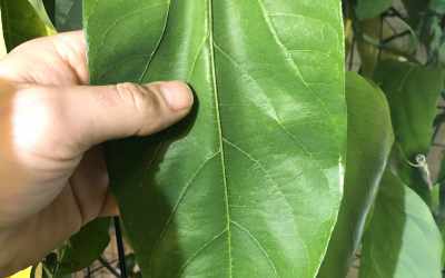 Leaf image of Passiflora maliformis
