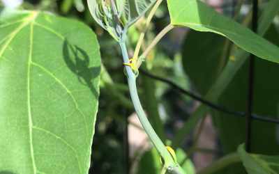 Shoots image of Passiflora maliformis