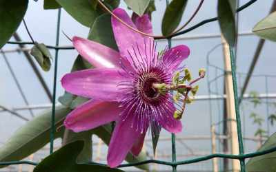 Flower image of Passiflora 'Pretty Tina'