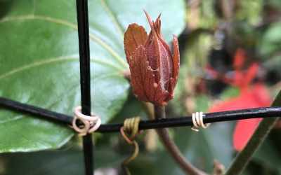Bud image of Passiflora punicea