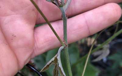 Shoots image of Passiflora punicea