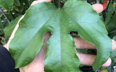 Leaf image of Passiflora punicea