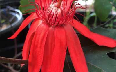 Flower image of Passiflora punicea