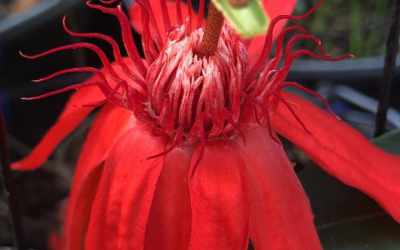 Flower image of Passiflora punicea