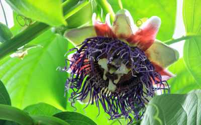 Flower image of Passiflora quadrangularis