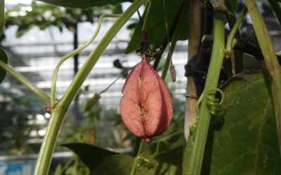 Fruit image of Passiflora rubra