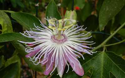 Flower image of Passiflora 'Sandra'