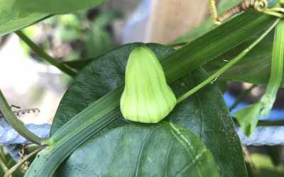 Bud image of Passiflora saxicola