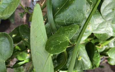 Leaf image of Passiflora saxicola