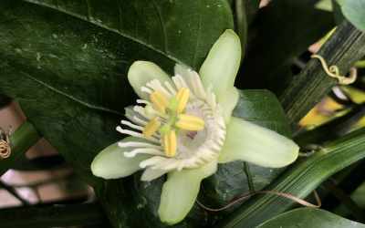 Flower image of Passiflora saxicola