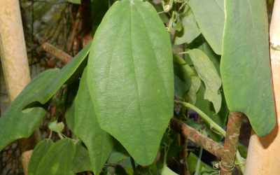 Leaf image of Passiflora sidaefolia