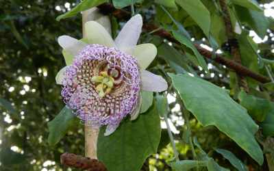 Flower image of Passiflora sidaefolia