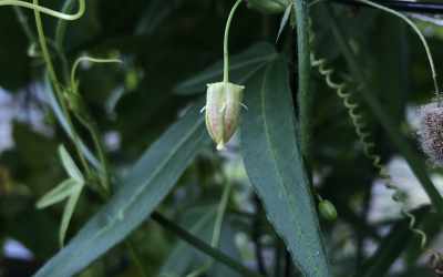 Bud image of Passiflora suberosa