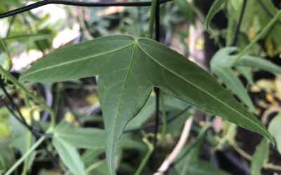 Leaf image of Passiflora suberosa
