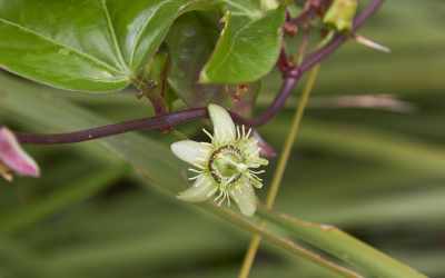 Flower image of Passiflora suberosa