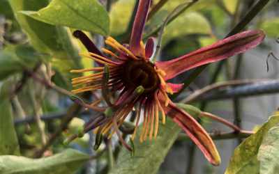 Flower image of Passiflora 'Sunfire'