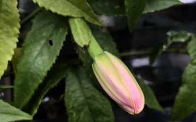 Bud image of Passiflora tarminiana "Paulo"