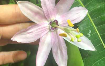 Flower image of Passiflora tarminiana