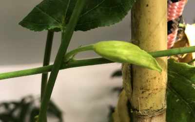 Bud image of Passiflora tarminiana