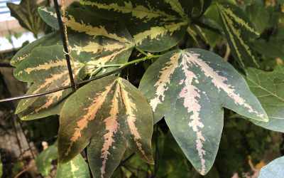 Leaf image of Passiflora trifasciata