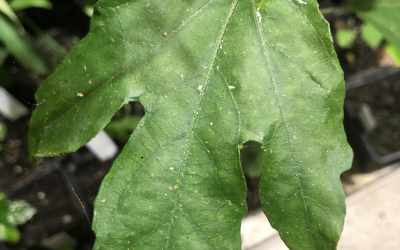 Leaf image of Passiflora vitifolia