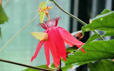 Flower image of Passiflora vitifolia