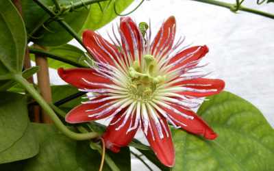 Flower image of Passiflora 'Wilgen Heintje'