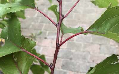 Stem image of Prunus armeniaca "Harcot"