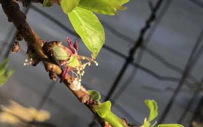 Shoots image of Prunus armeniaca "Harcot"