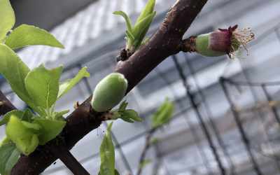 Fruit image of Prunus armeniaca "Harcot"