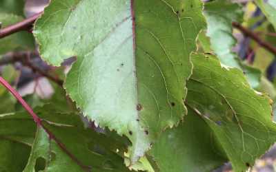 Leaf image of Prunus armeniaca "Harcot"