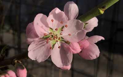 Flower image of Prunus persica "Ice Peach"